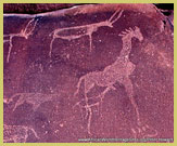 Giraffe, one of the distinctive pteroglyphs (rock art engavings) to be seen at Twyfelfontein world heritage site in the Damaraland region of northern Namibia